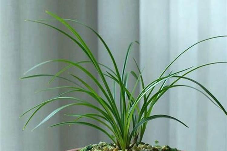 果树专用肥有什么推荐？