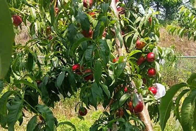 桃树花后施肥的好处 桃树花后施肥有什么好处