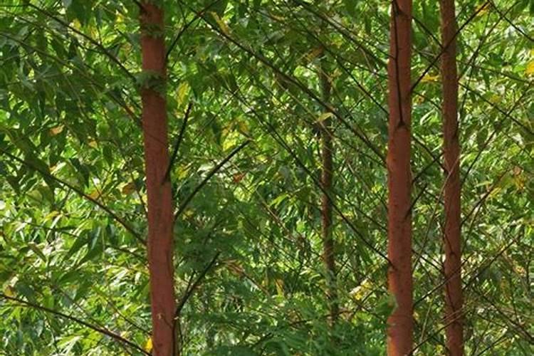 水溶肥≠冲施肥!千万别再搞混了!