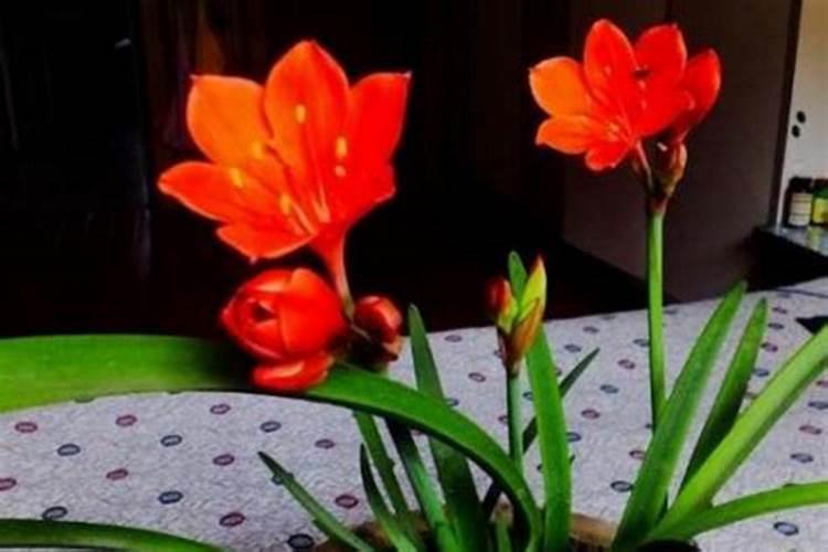 蔬菜出苗后怎样追肥