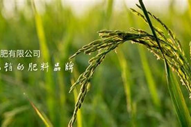 什么叫多肉植物的控养