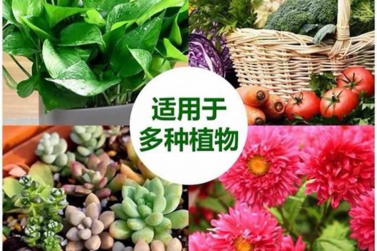 橘皮水发酵后能浇哪些花