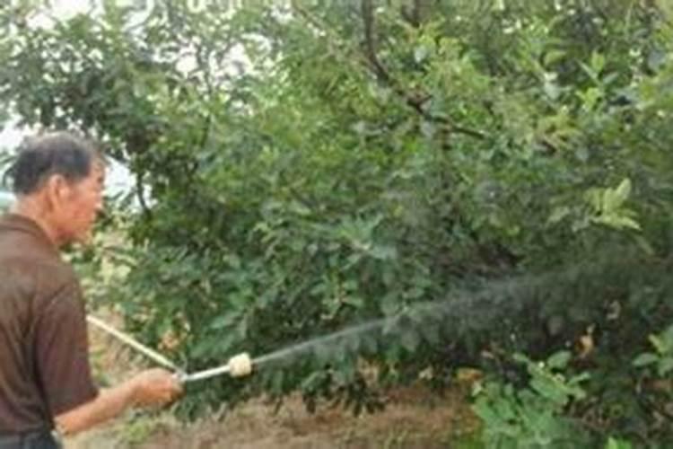 桃子快熟了落果怎么办