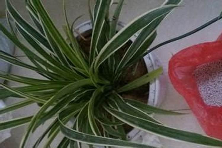 英英李子园科普李子苗在不同生长阶段的施肥技巧