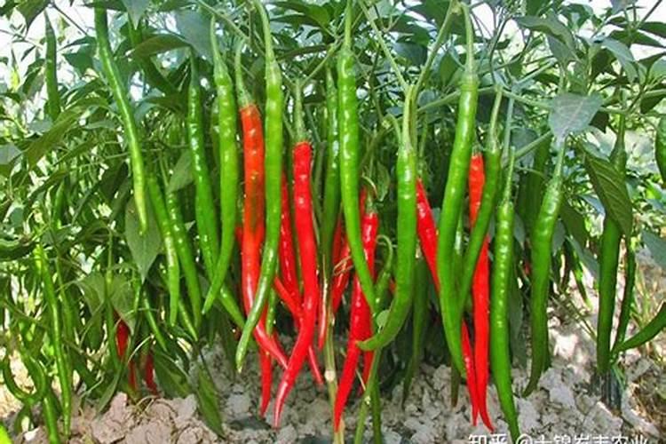 辣椒用什么叶面肥更高产