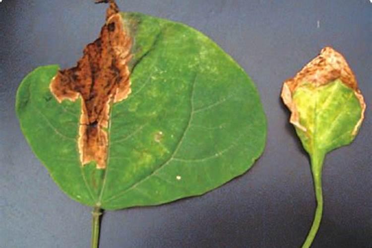 辣椒喷什么叶面肥结果多？辣椒膨大期是什么时候？用什么肥料长势好？