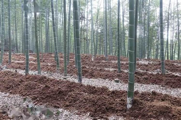 我养了一个竹子盆栽,最近叶子发黄,有点蔫吧。还差点死了一个竹子,应该...