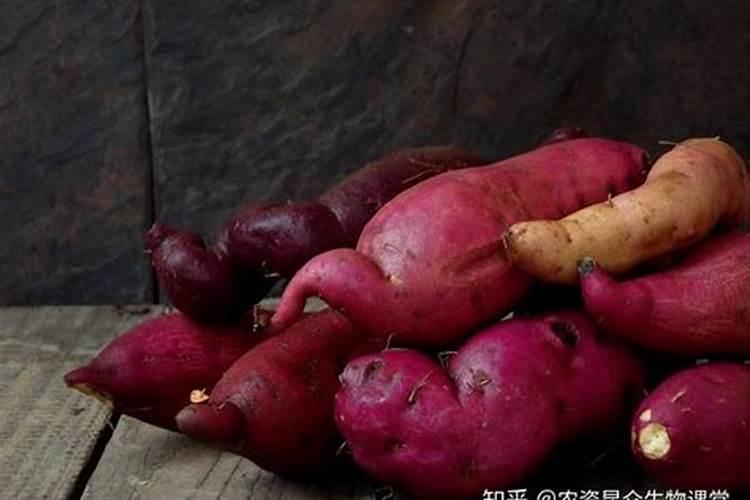 种山药怎样使用黄腐酸钾肥