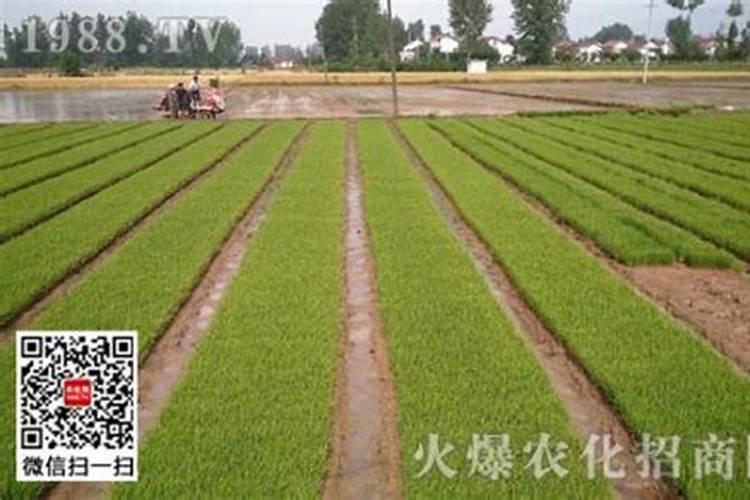 怎么能看出化肥的好坏如题 谢谢了