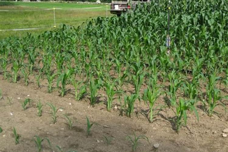 玉米需要什么肥料