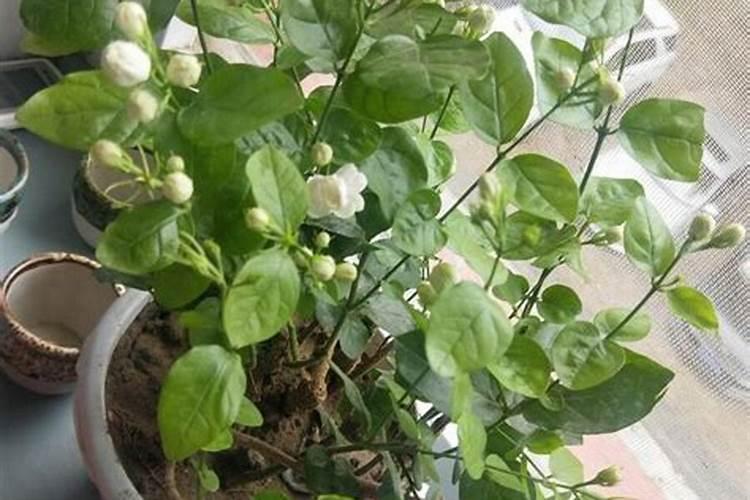 茉莉花喜肥吗 喜欢施什么肥料