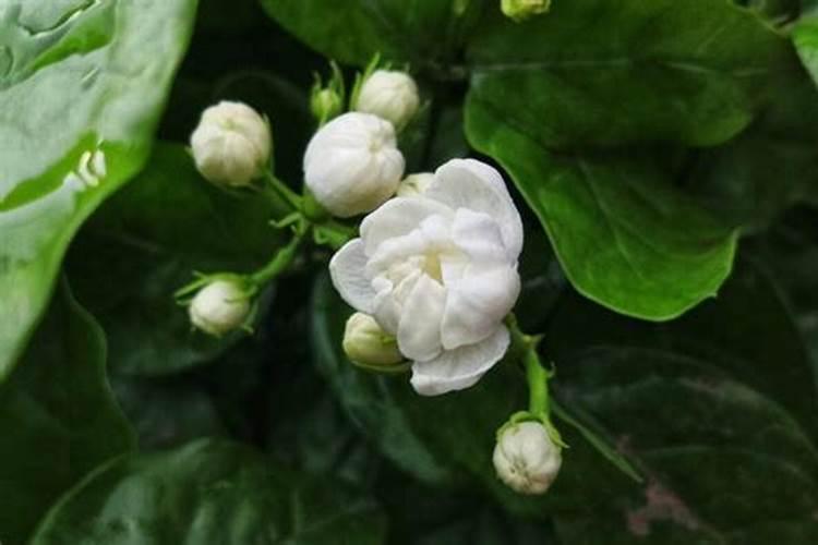 茉莉花最忌讳三种肥料