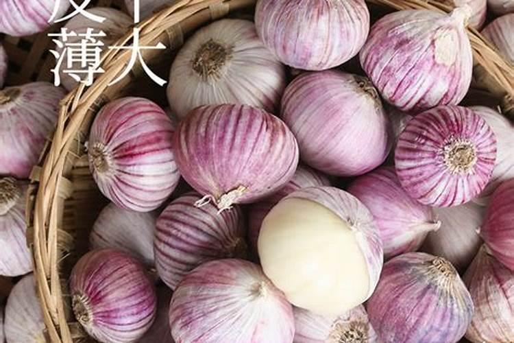 独蒜的种子是怎么来的 独头大蒜种子怎么种植培育