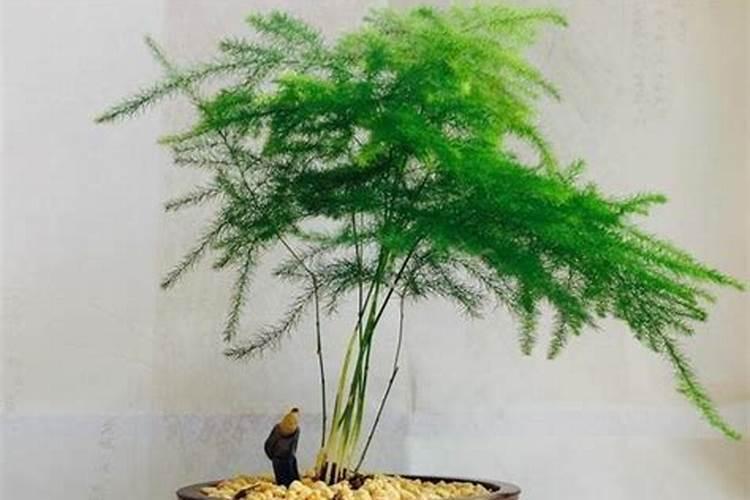 文竹施什么肥料好