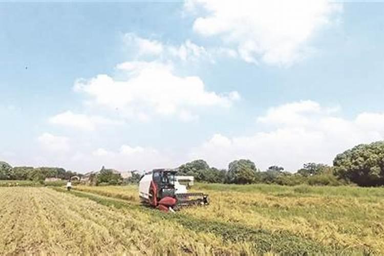 动物内脏包括什么 动物内脏的营养成分