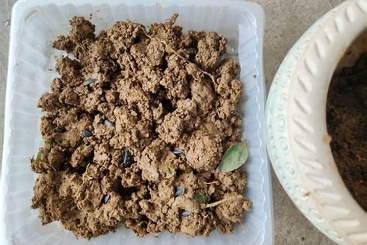 请教一下园艺高手 自己种花的时候是种子和肥料一起放 ？还是把肥料埋在...