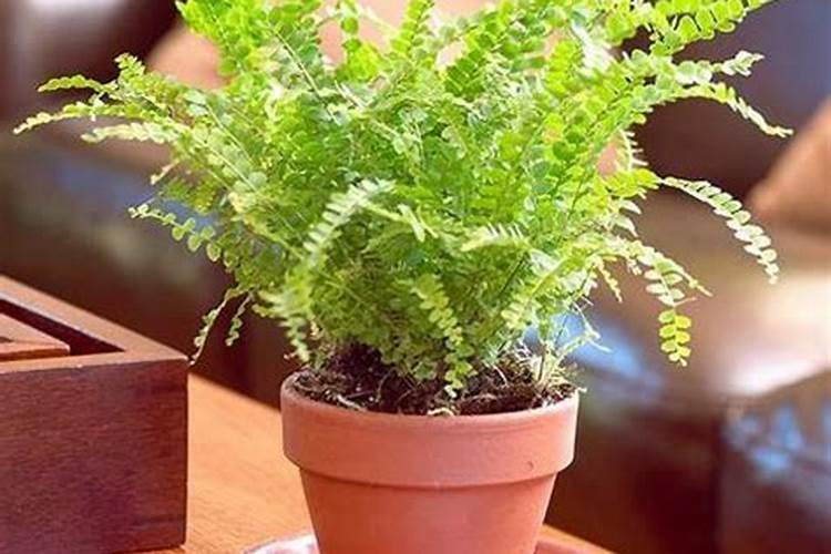 韭菜花的制作方法