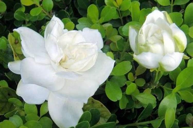 栀子花秋天开花吗