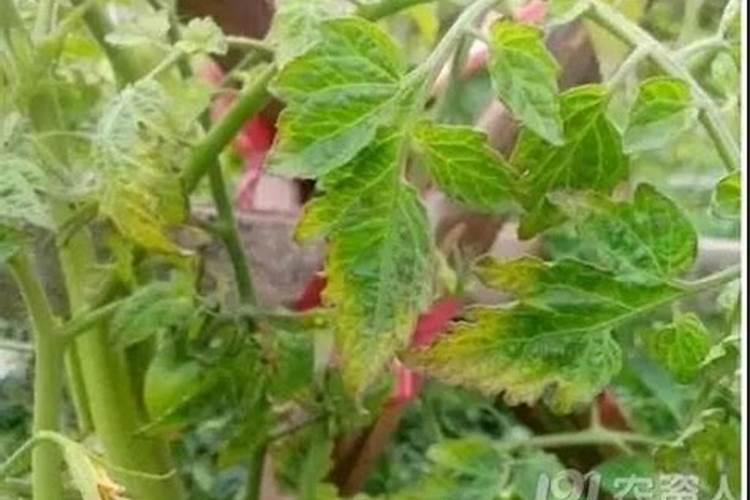 番茄植株发脆、容易断,除了天气原因,还有其它原因吗？比如施肥有问题或者...