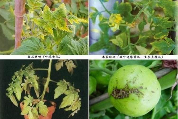 西红柿转色期须用补绷吗？