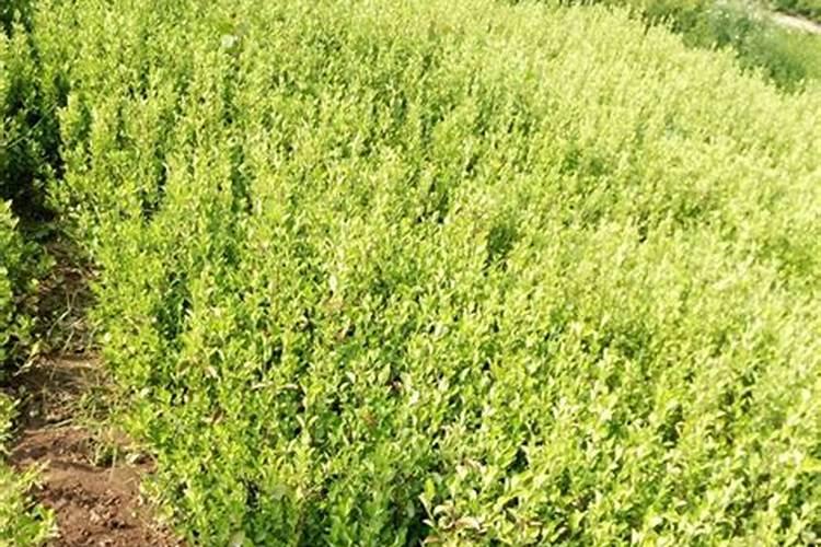 科沃华含氨基酸水溶液肥料韭菜粗又壮喷大葱好不好