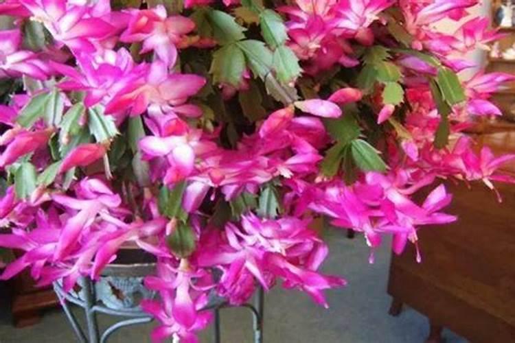 用什么给兰花施肥比较好