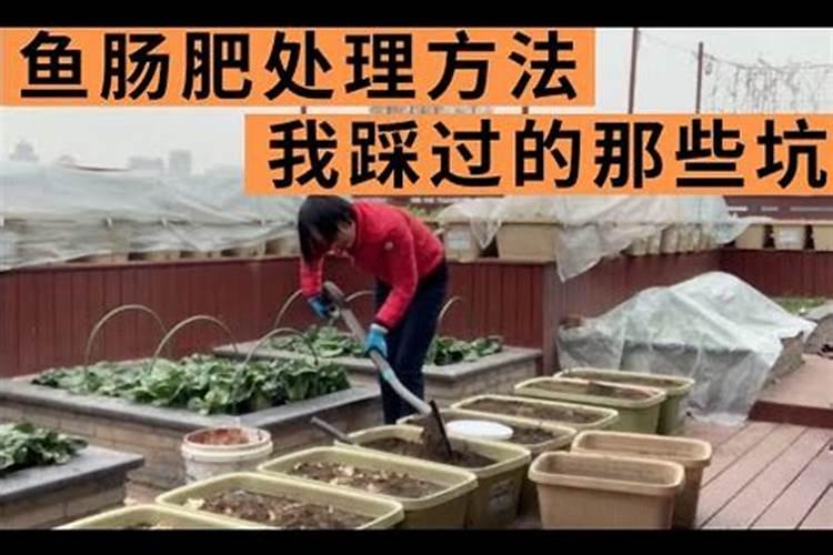 我种的番茄施肥过量了,怎么办