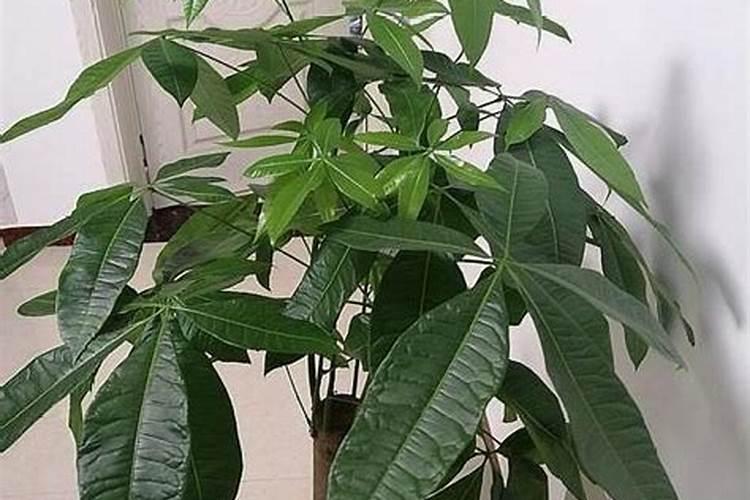 发财树浇什么肥料可枝叶旺盛 养殖盆栽发财树施肥方法