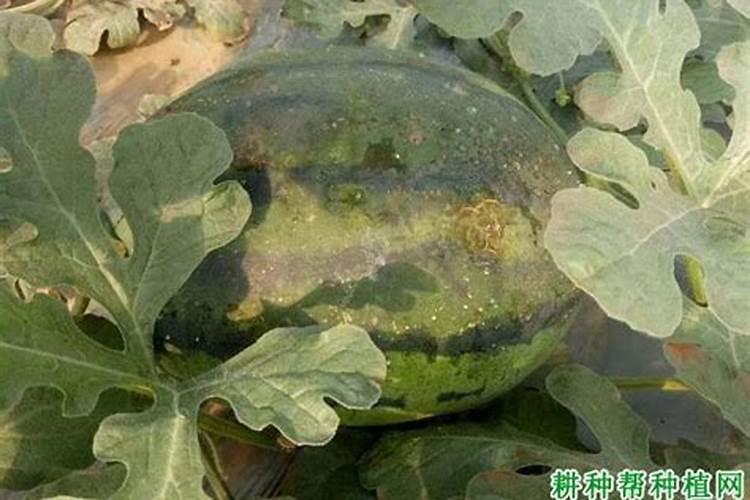 香瓜的根腐病用什么药治疗？