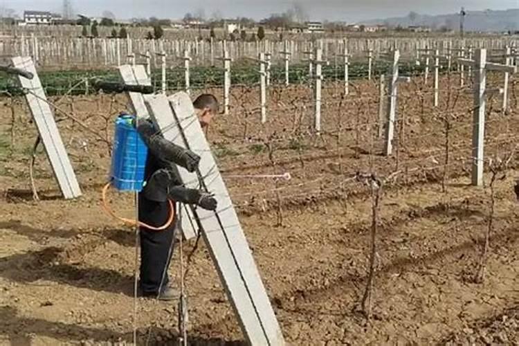 氮肥促进果树开花结果吗