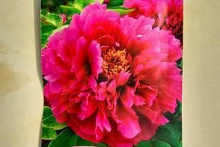 牡丹叶面肥打什么