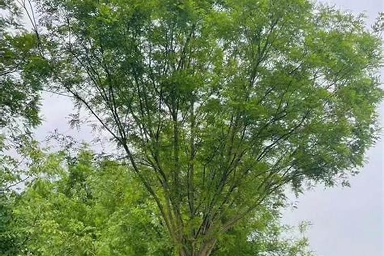 茶花已经开花了怎样浇水施肥？