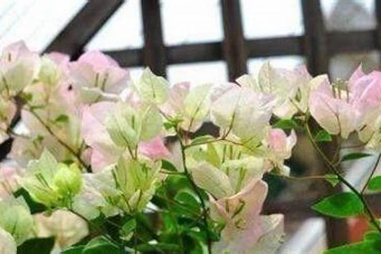 桃树施肥最佳时间