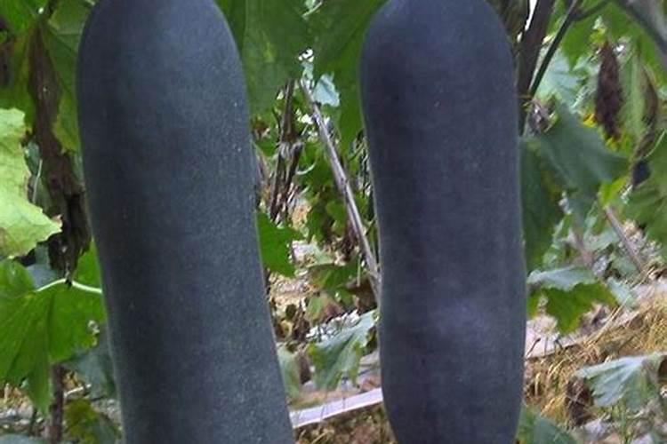 柑橘补钙要趁早,方法要抓巧,否则收益难保