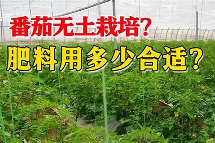 番茄膨果期追肥用什么肥料好？番茄座果期冲施什么肥料好？