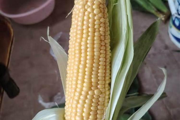 玉米拔节期用哪种水溶肥好