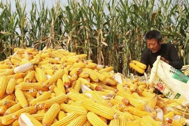 玉米高产追肥用什么叶面肥合适？什么时候用好