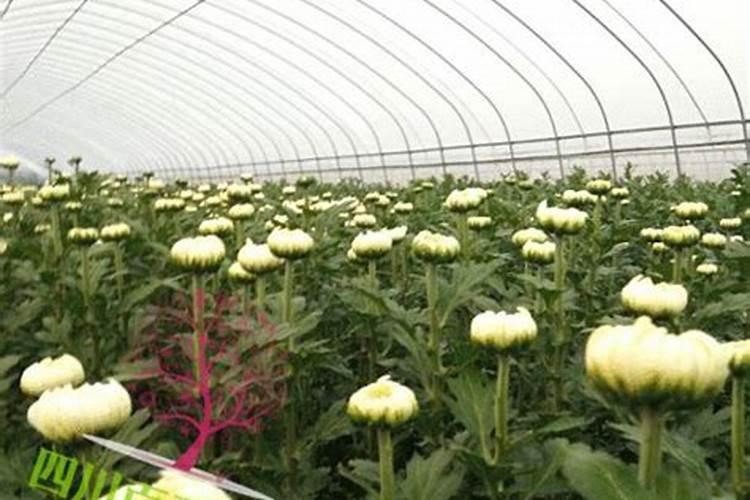 鲜切白菊花施什么肥料