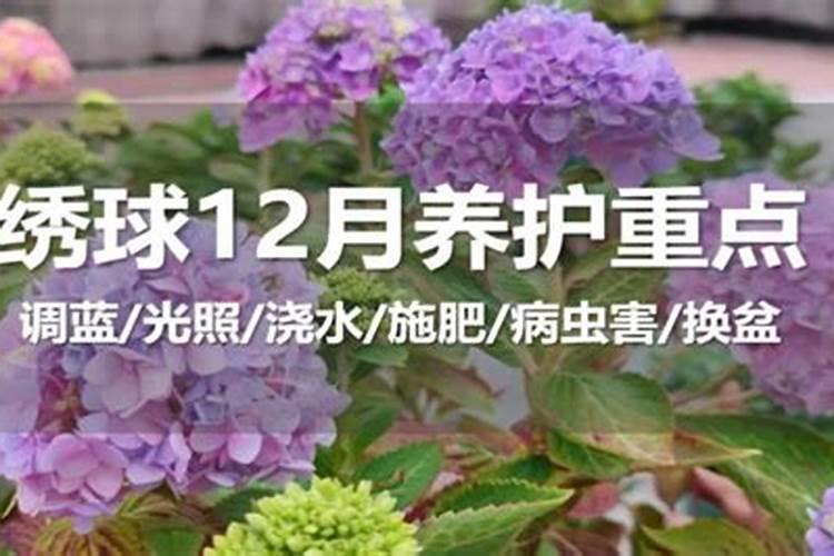 绣球调蓝用硫酸亚铁还是硫酸铝？