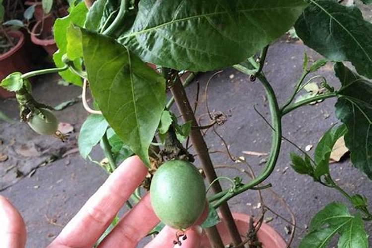 葡萄转色期用什么肥料好 可以使用硝酸钾吗