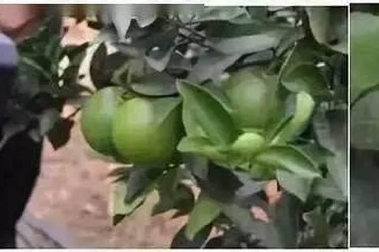 露娜森打芹菜斑枯病可以吗？