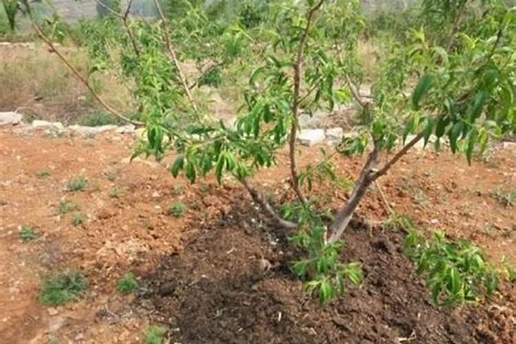 谷子的种植方法