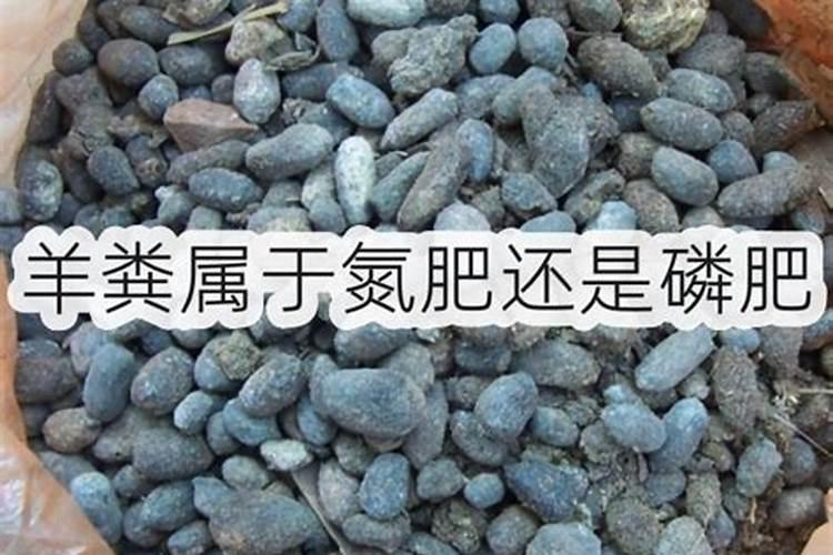 小度小度我的菠菜现在长势太慢用什么肥料可以提高它的生长能力？