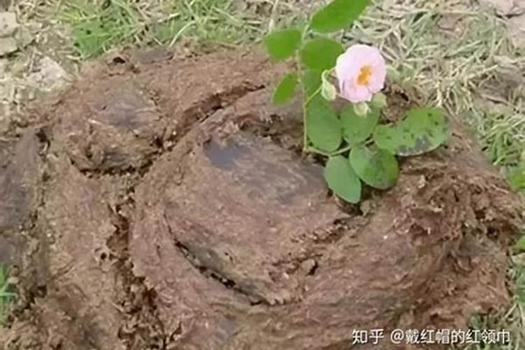 钙肥如何溶解才不沉淀