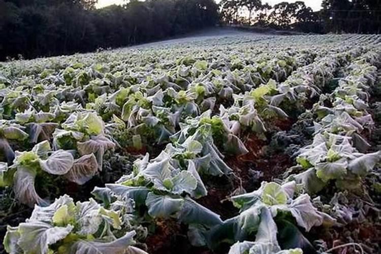 油菜如何科学施肥,冬油菜下雪时候可以追肥吗