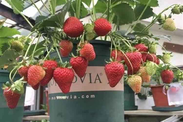 种草莓要施什么肥料才长出又大又甜的果实？