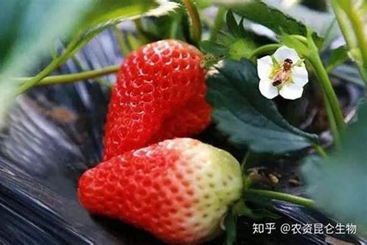 草莓施什么肥料较甜