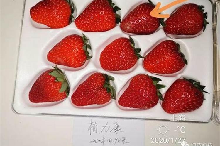 大棚草莓膨大增甜,果实膨大期这样管理,草莓大又甜,每亩多收上千斤百...