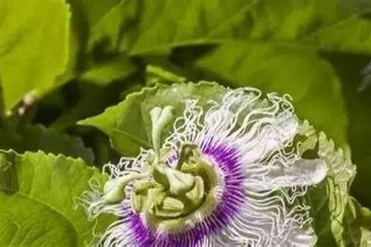 洋葱种在地里在上面长出来的葱(叶子)可以吃吗