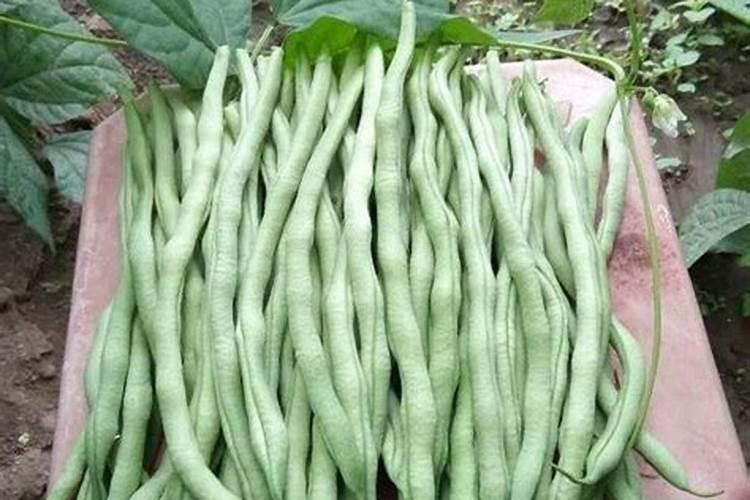 种豆角用什么肥料最好 种豆角用磷酸二氢钾肥可以吗